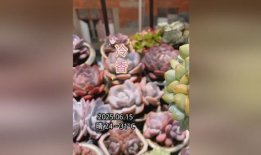 肉肉的视频,探寻地道风味，尽享味蕾盛宴